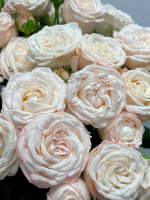 Цветы поштучно: Роза кустовая пионовидная «Bombastic»